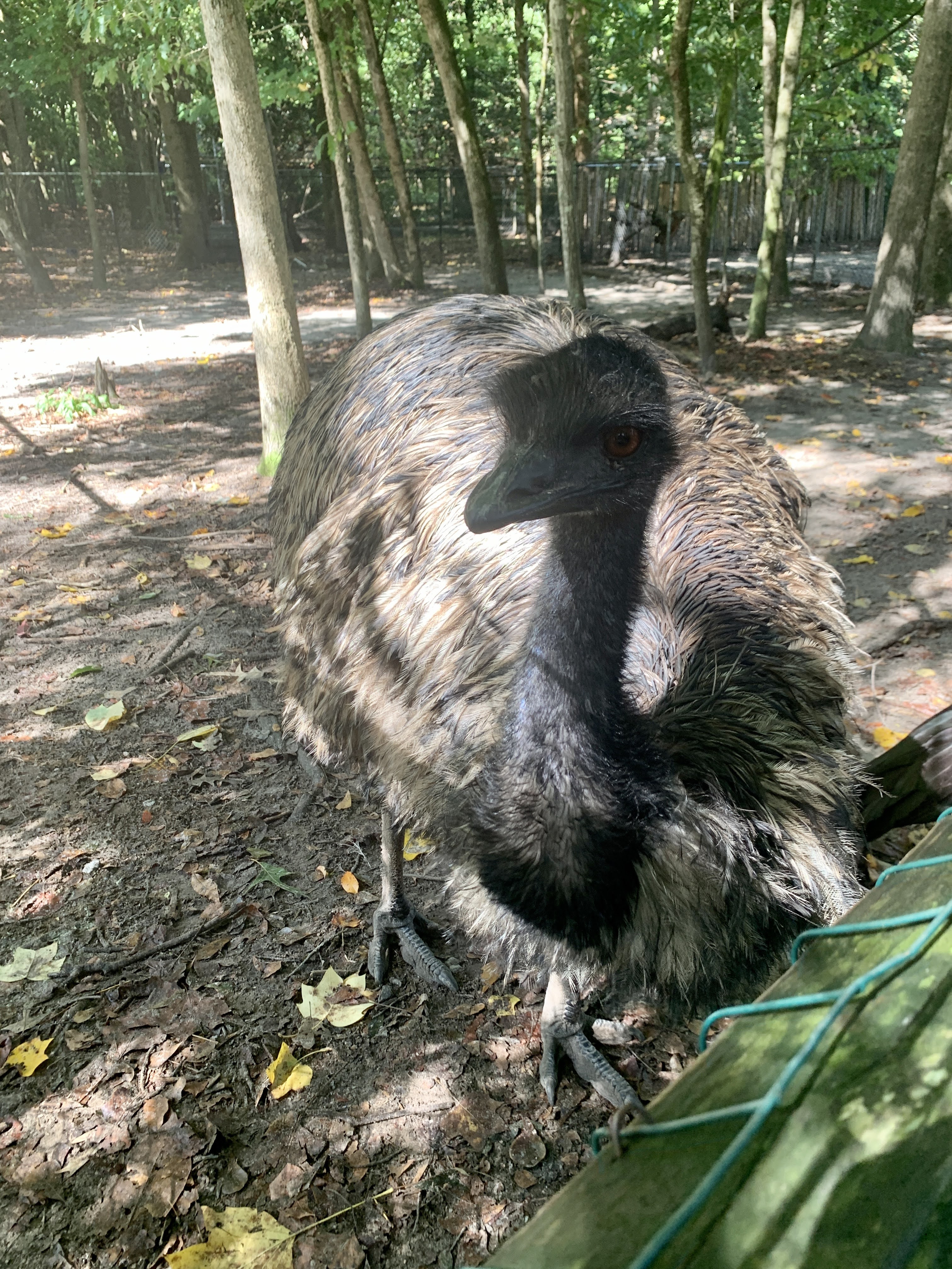 Sylvan Heights Bird Sanctuary